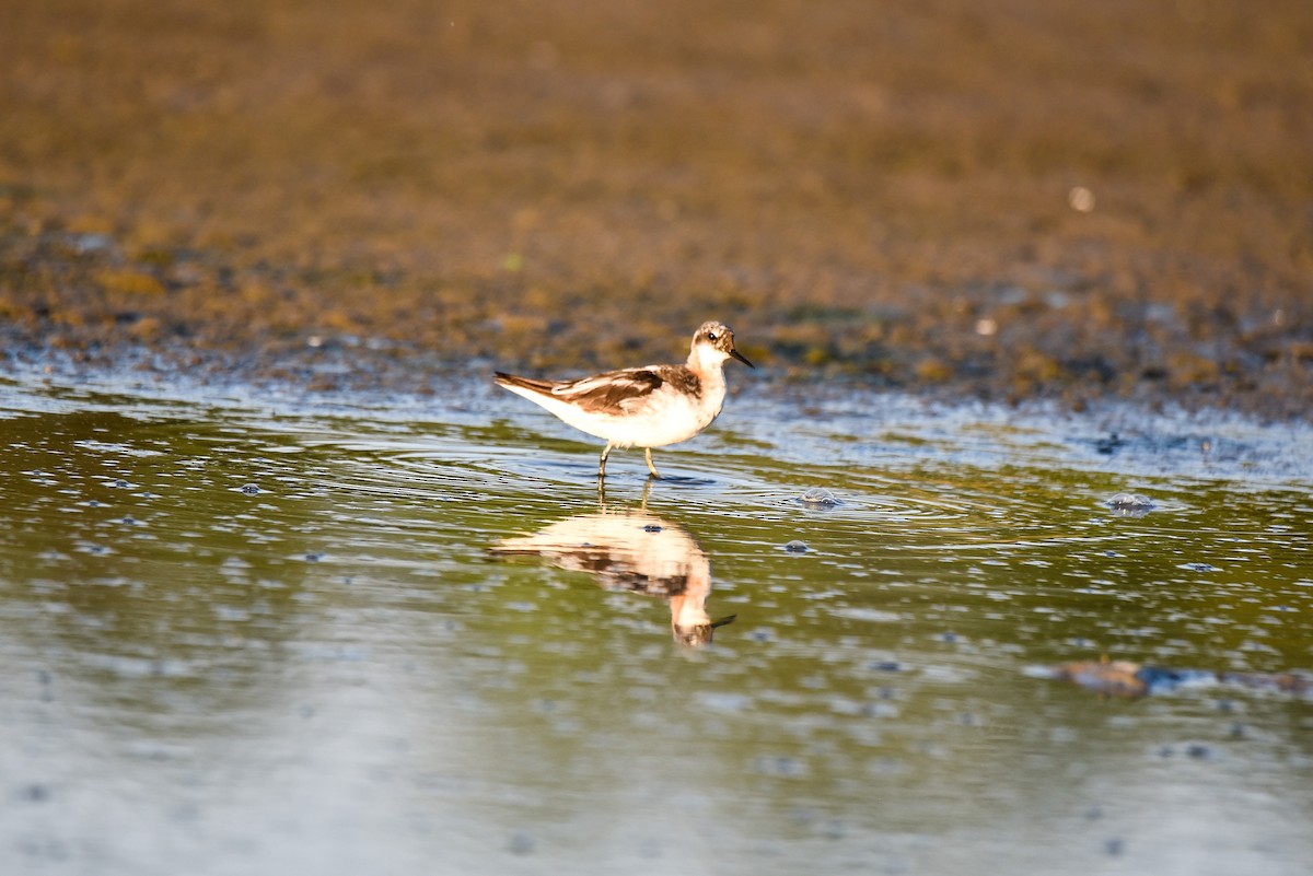 Red-necked Phalarope - Ansar Ahmad Bhat