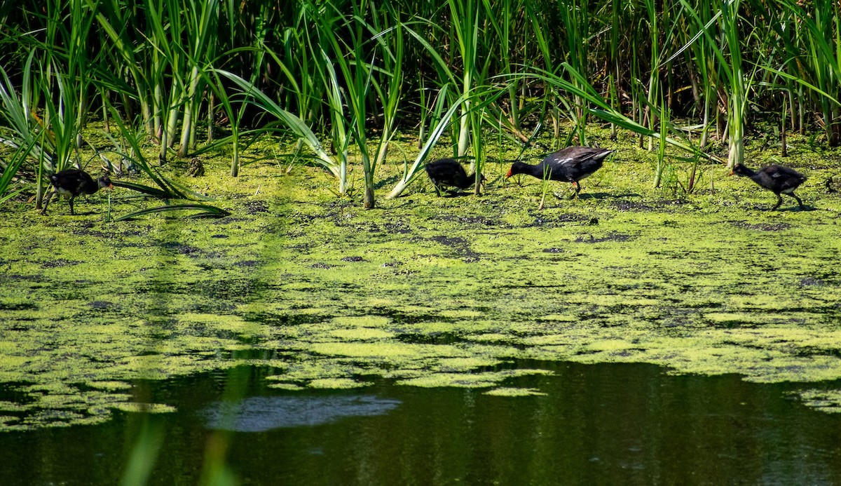 Common Gallinule - ML361923891
