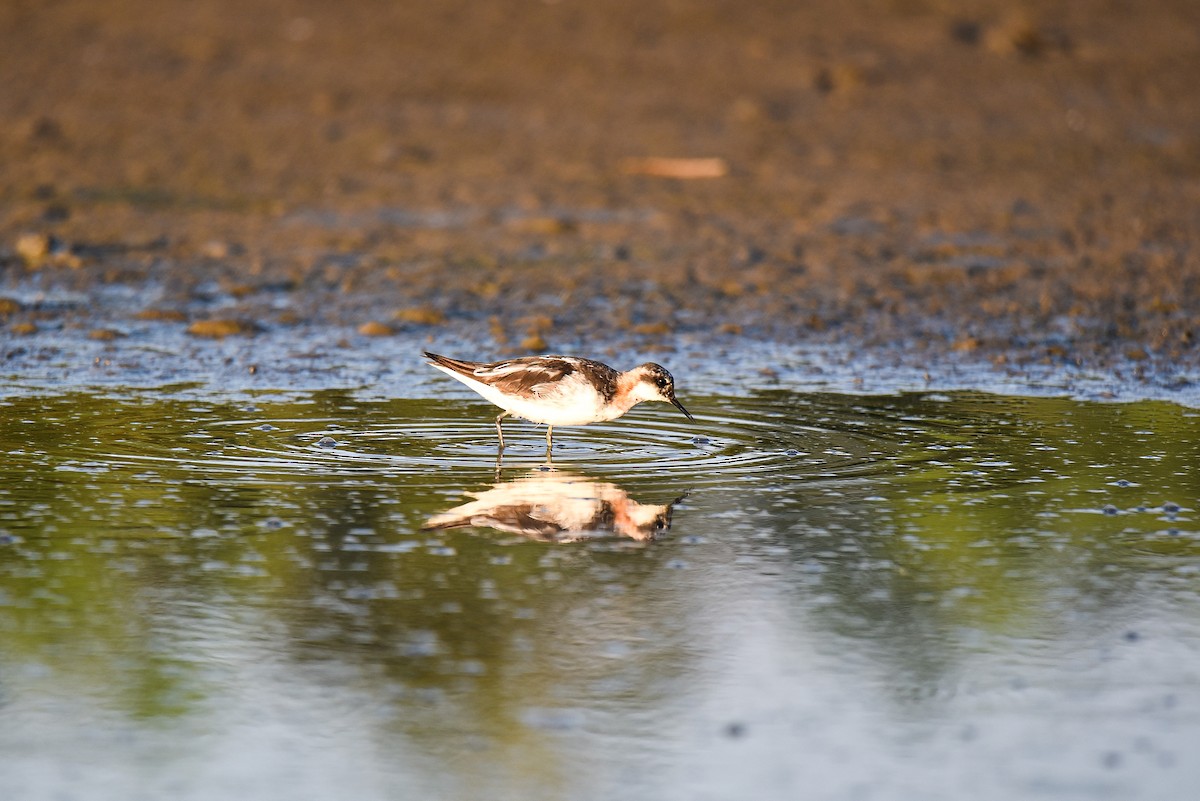 Red-necked Phalarope - ML361923921