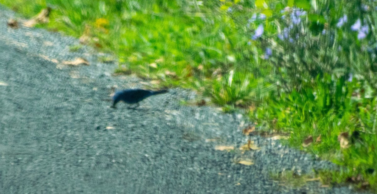 Indigo Bunting - ML361924141