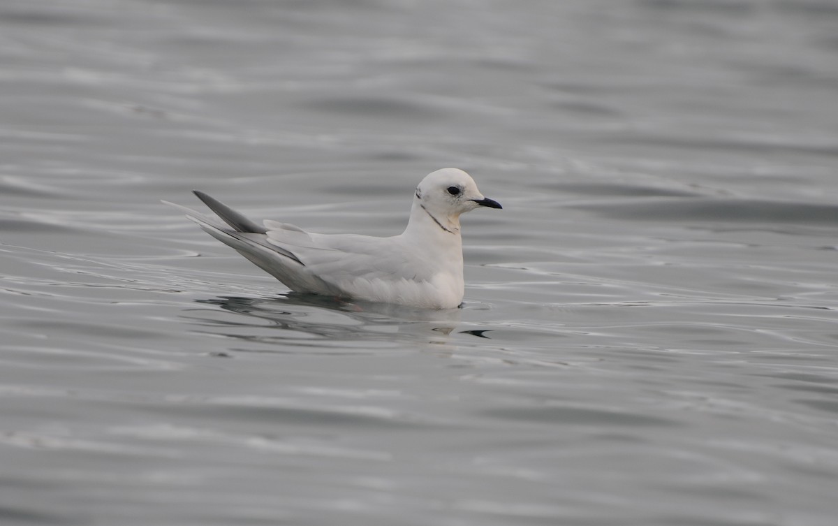 Ross's Gull - PC Smith