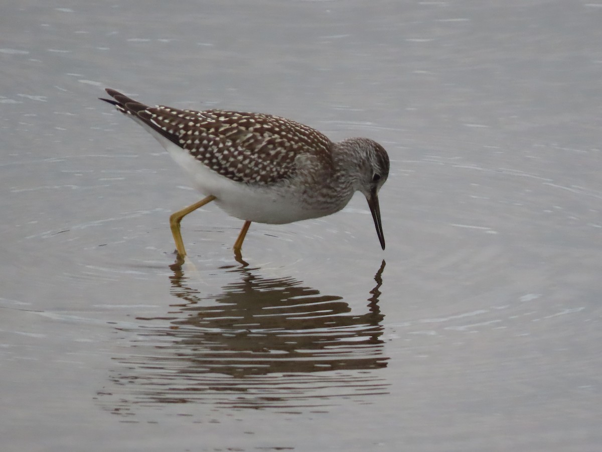 Lesser Yellowlegs - ML361925301