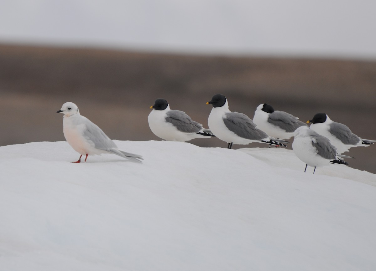 Ross's Gull - ML36192531