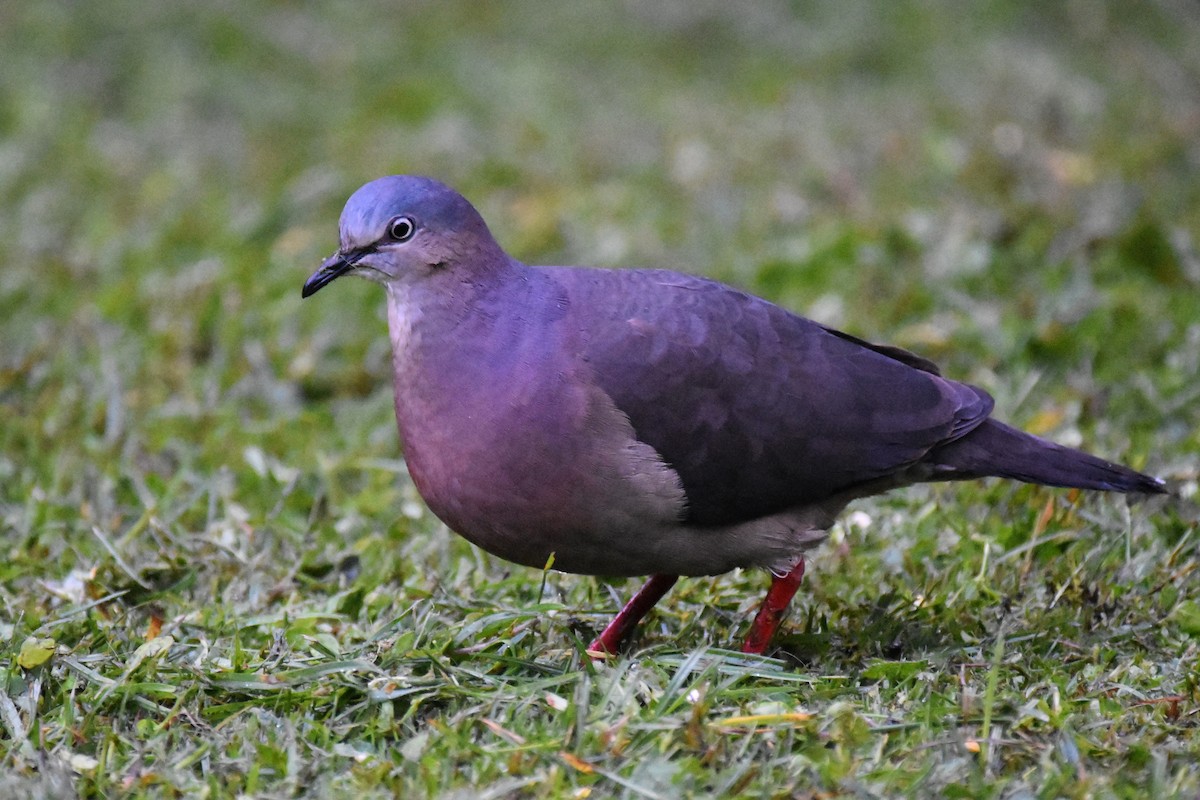 Tolima Dove - ML361925381