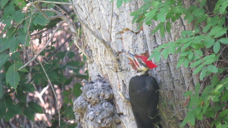 Pileated Woodpecker - ML361926471