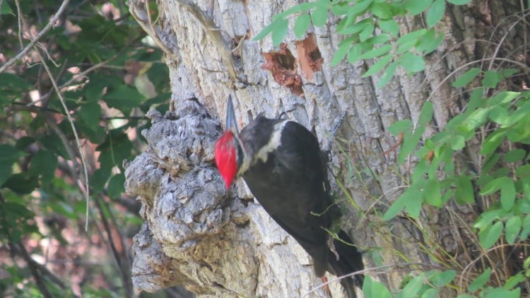 Pileated Woodpecker - ML361926481