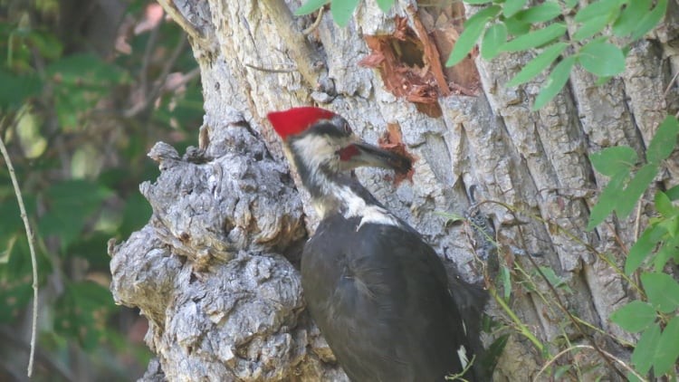 Pileated Woodpecker - ML361926491
