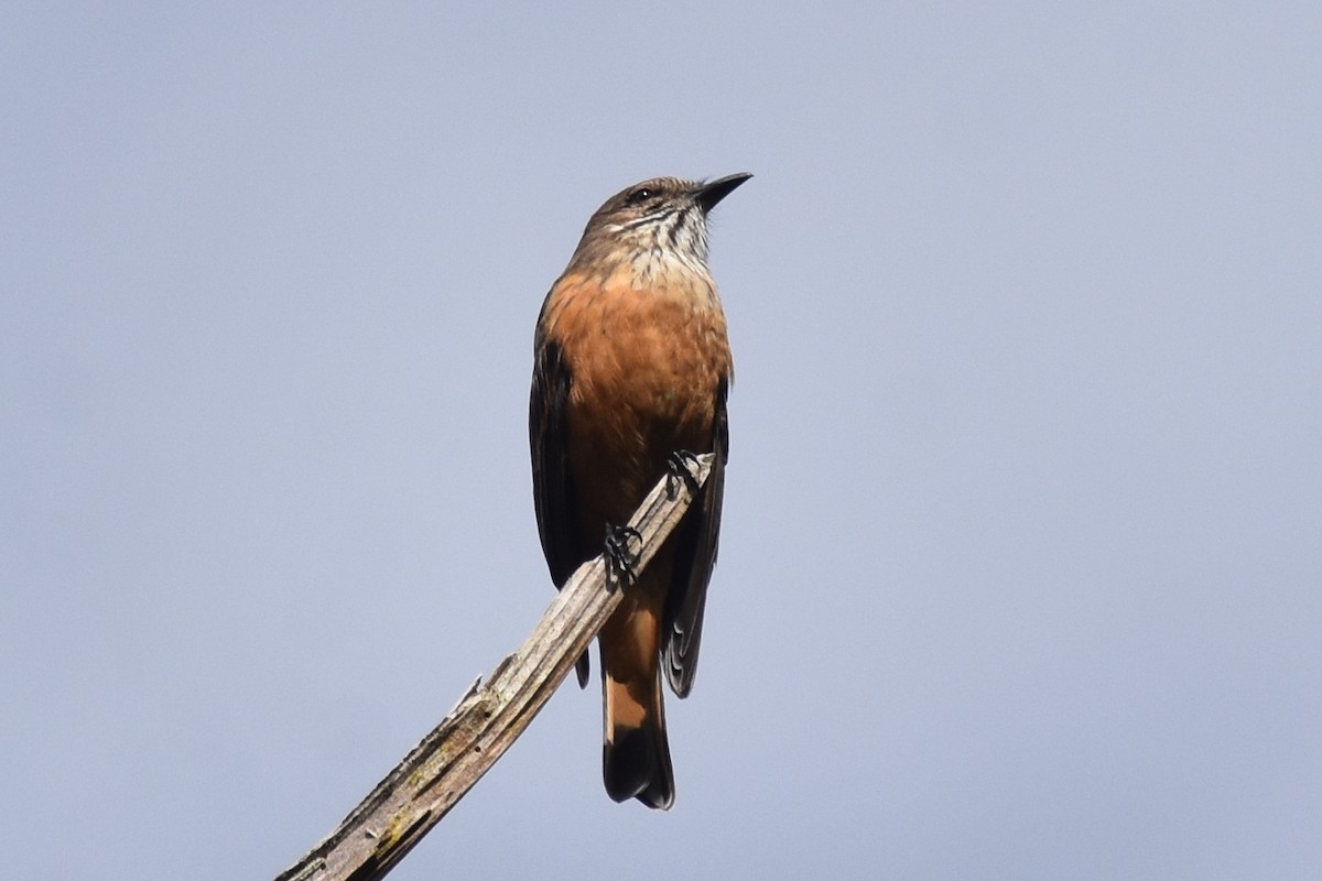 Streak-throated Bush-Tyrant - ML361926601