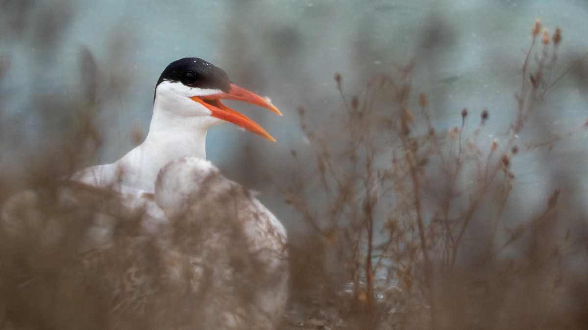 Caspian Tern - ML361928661