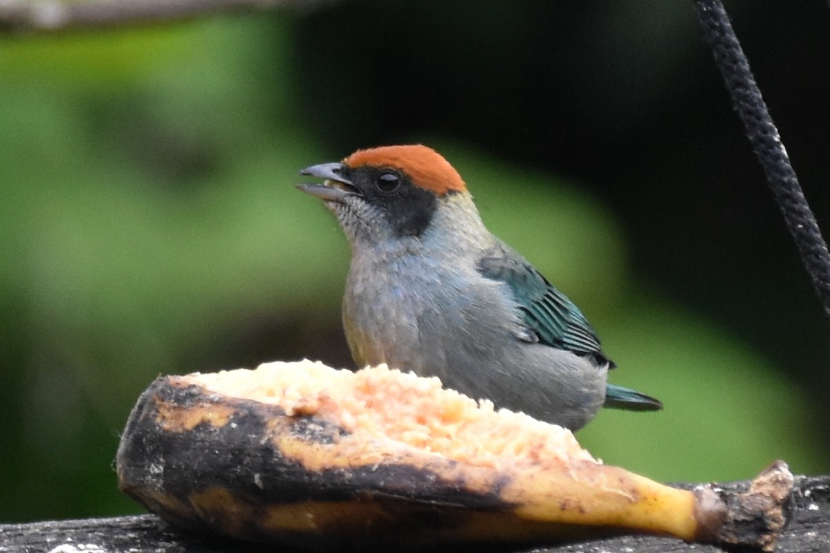 Scrub Tanager - Nick Moore