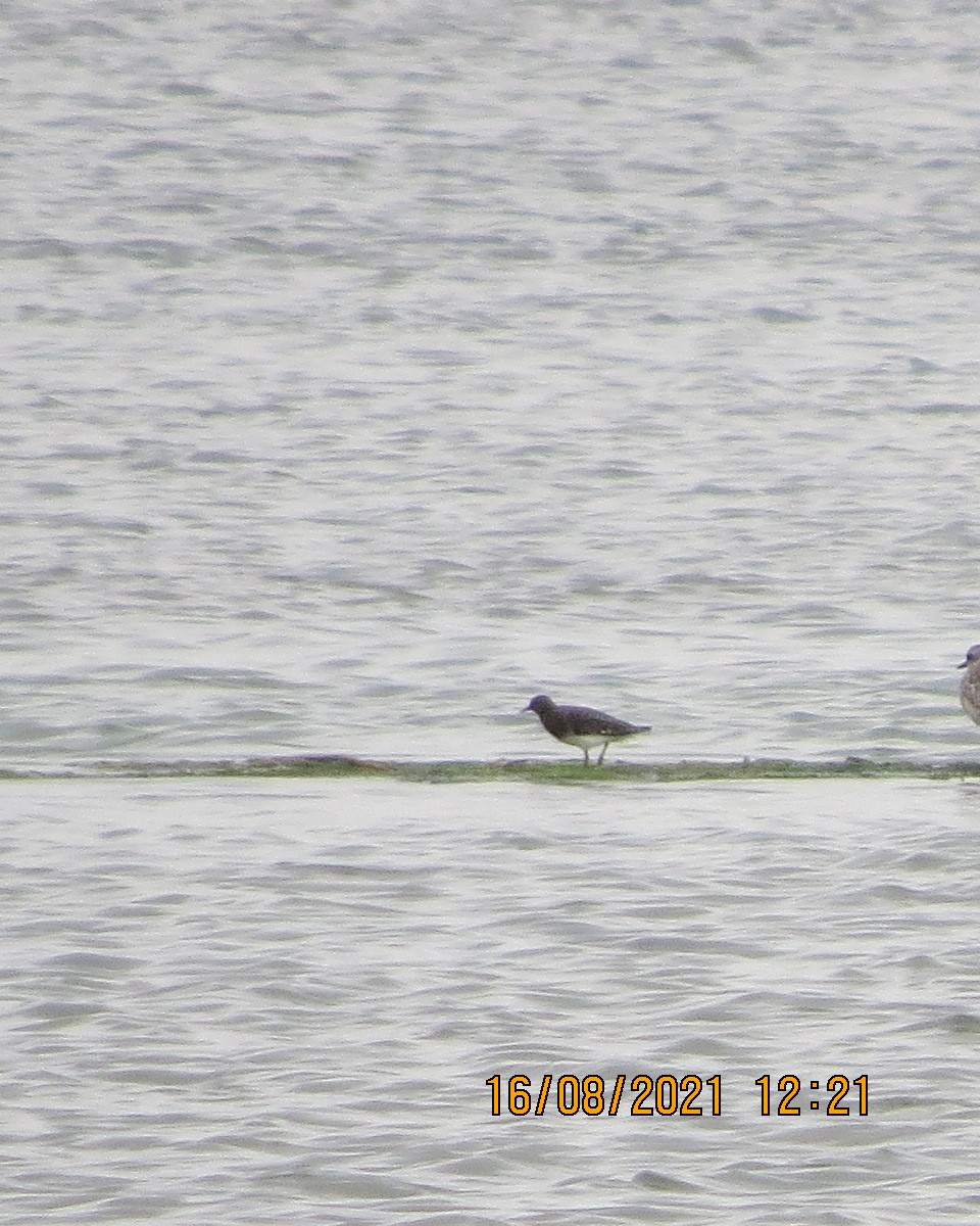 Black Turnstone - ML361931271