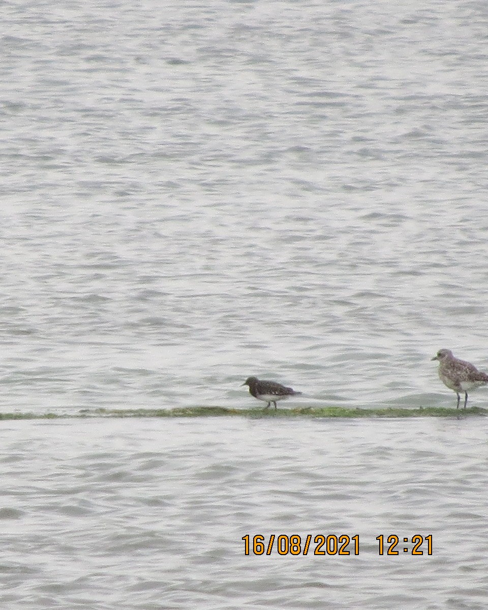 Black Turnstone - ML361931311