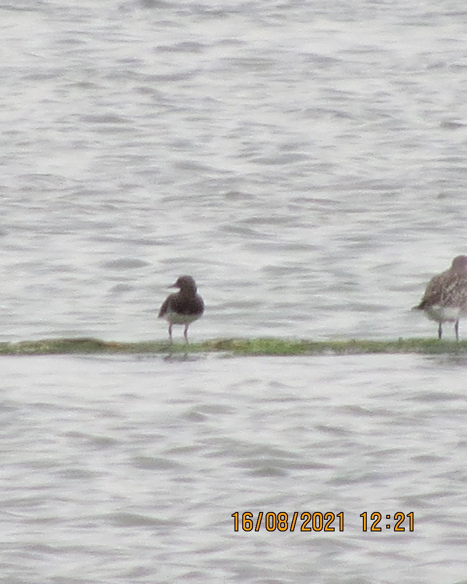 Black Turnstone - ML361931331