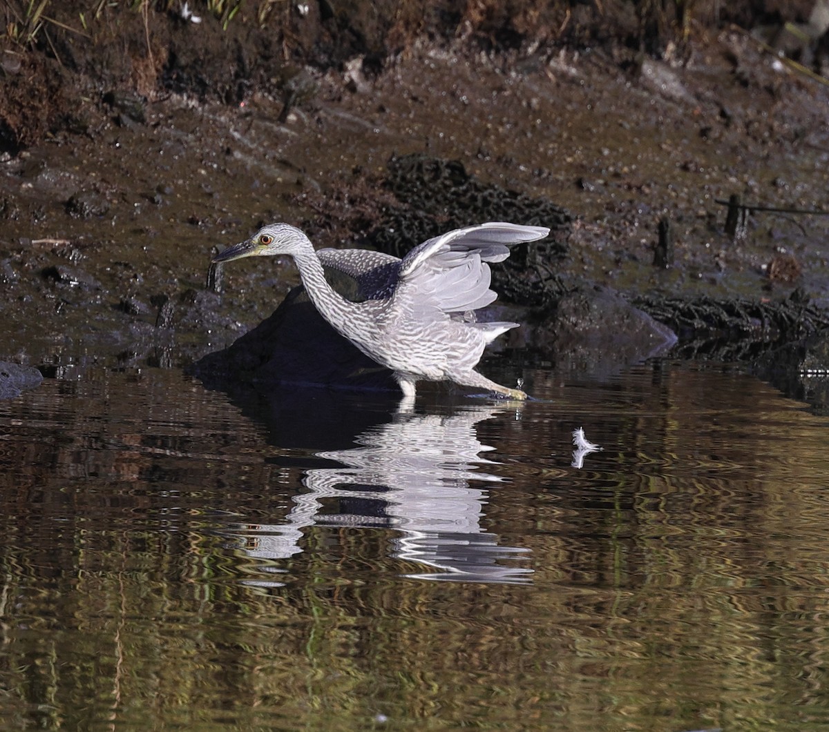 Yellow-crowned Night Heron - ML361931691