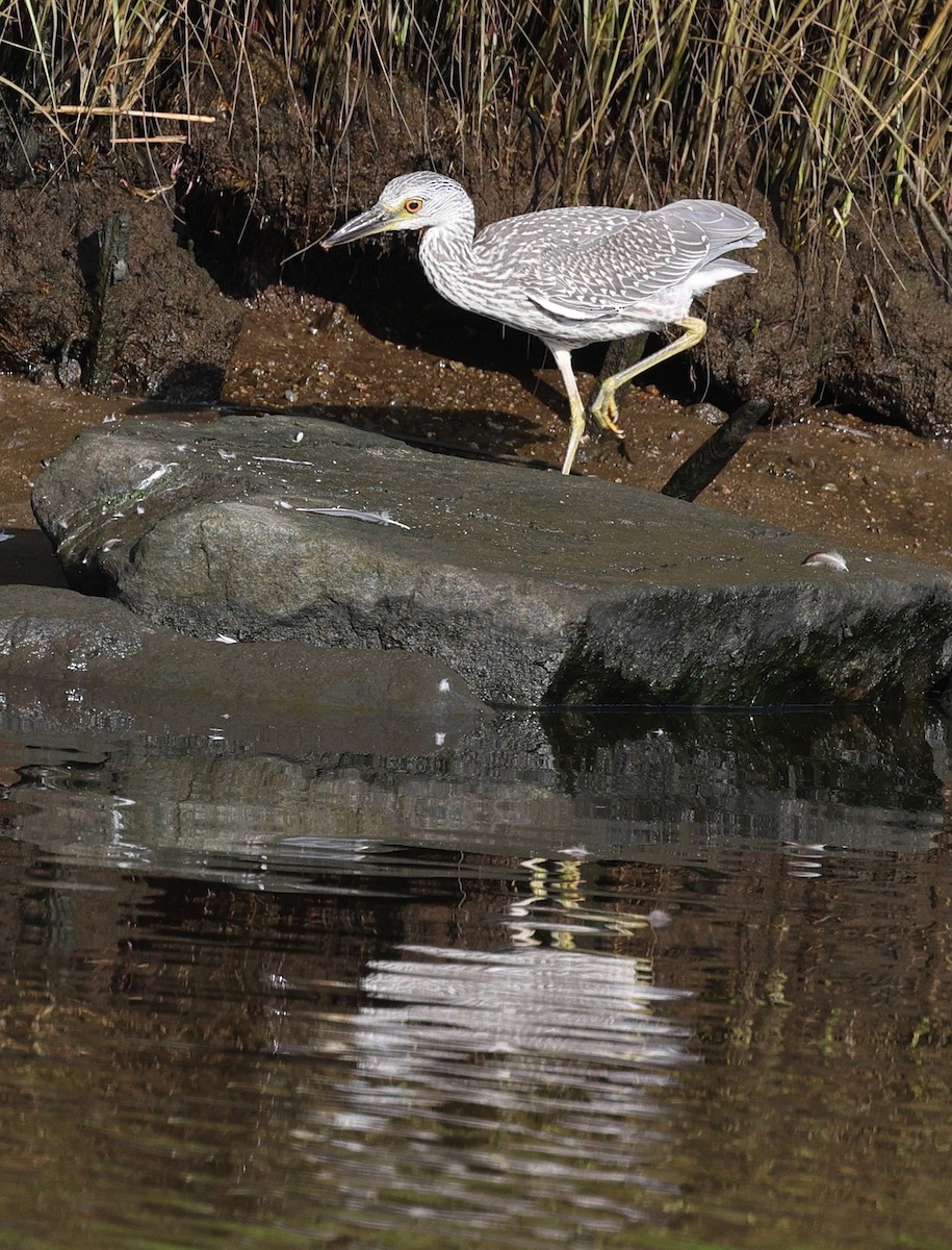 Yellow-crowned Night Heron - ML361931831