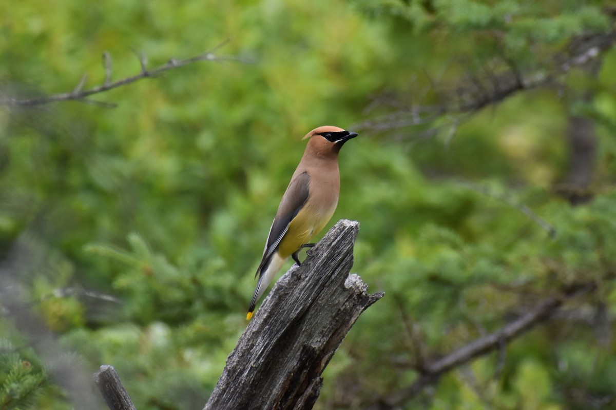 ヒメレンジャク - ML361931851