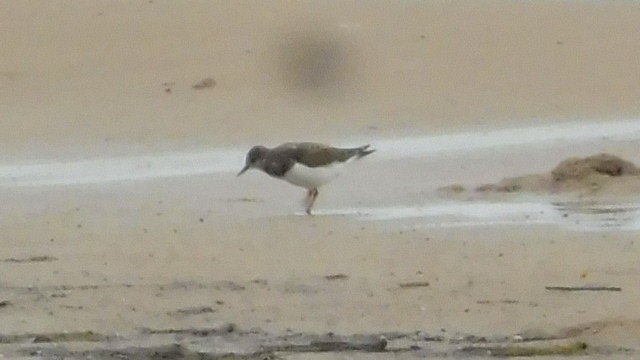 Ruddy Turnstone - ML361932411