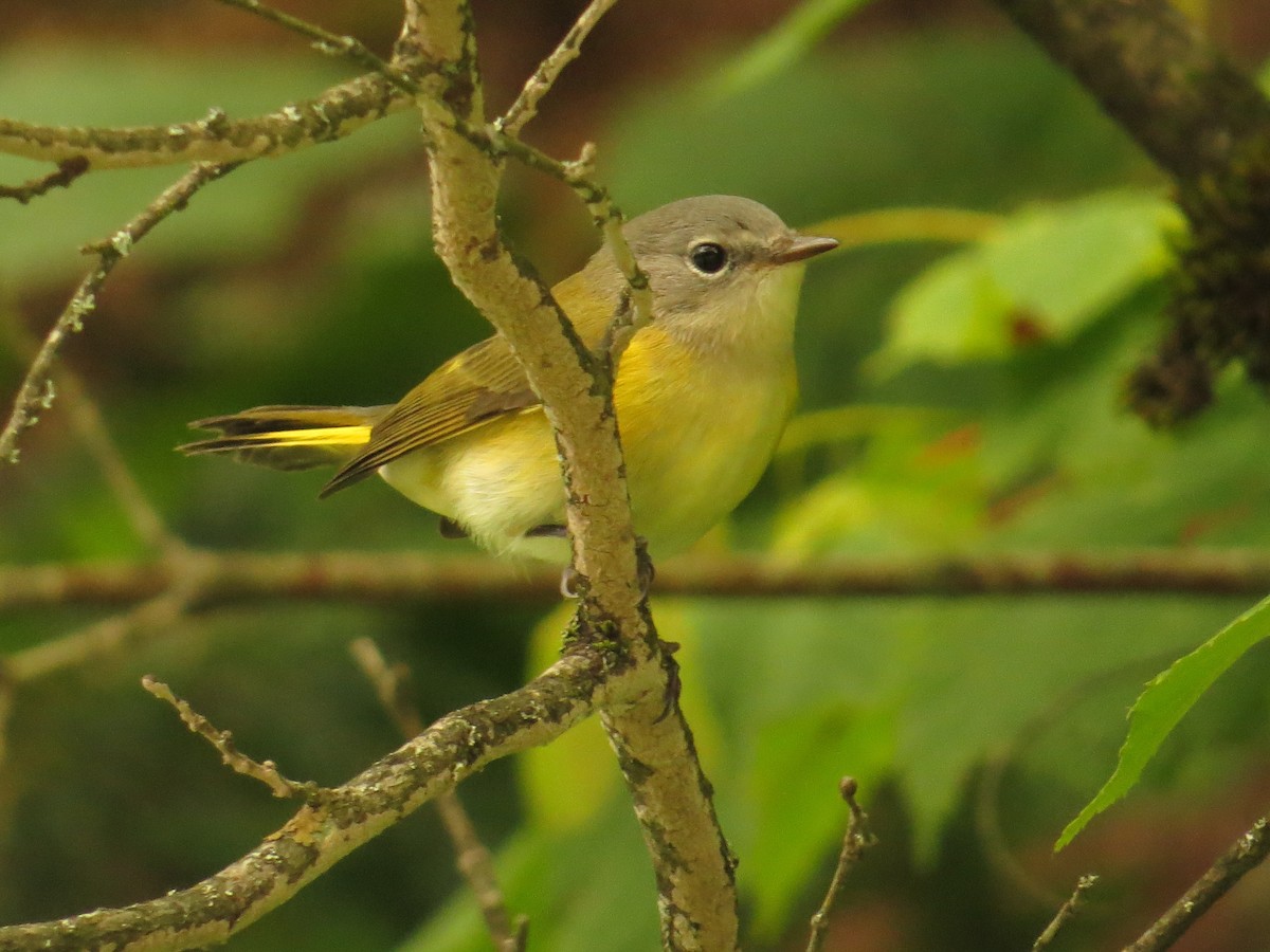 American Redstart - ML361934071