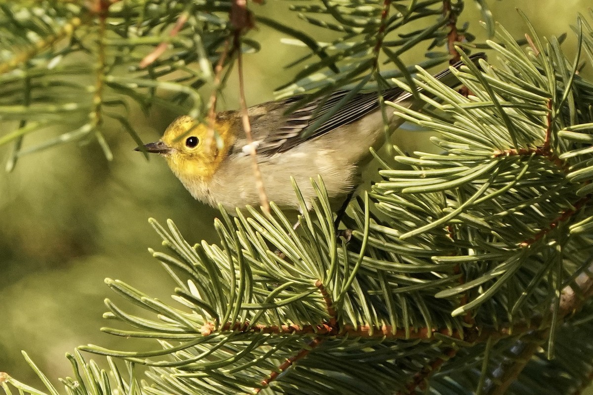 Hermit Warbler - ML361935341