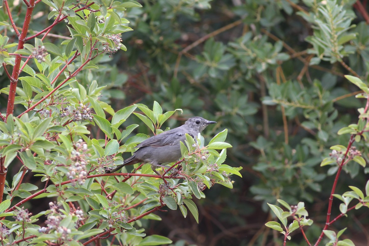 Pájaro Gato Gris - ML361935621