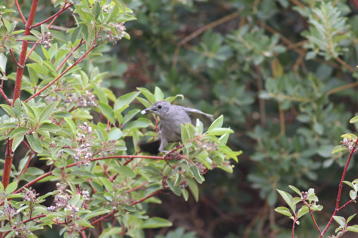 Gray Catbird - Ben Johnson