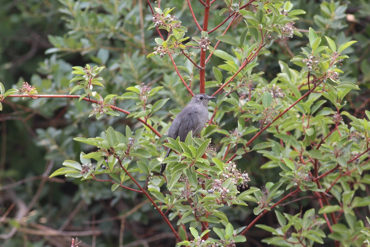 Gray Catbird - Ben Johnson