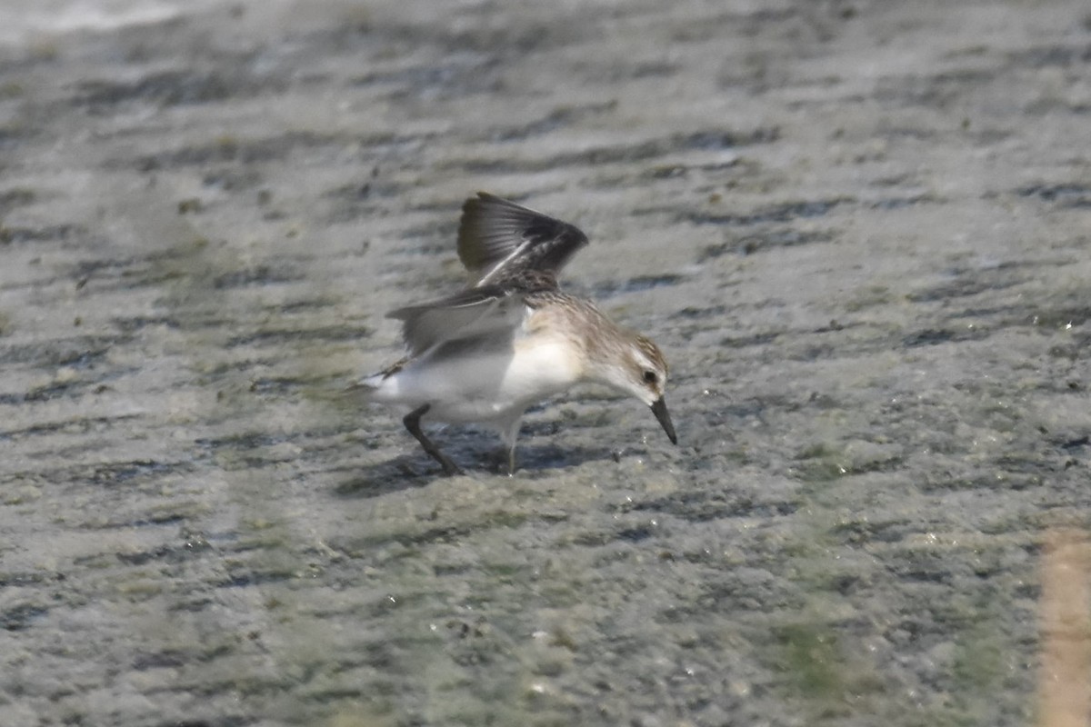 Semipalmated Sandpiper - ML361936781