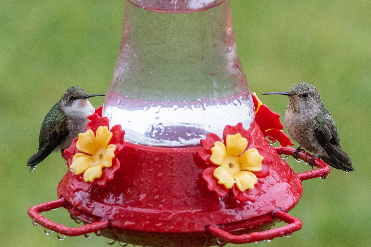 Anna's Hummingbird - ML361938001