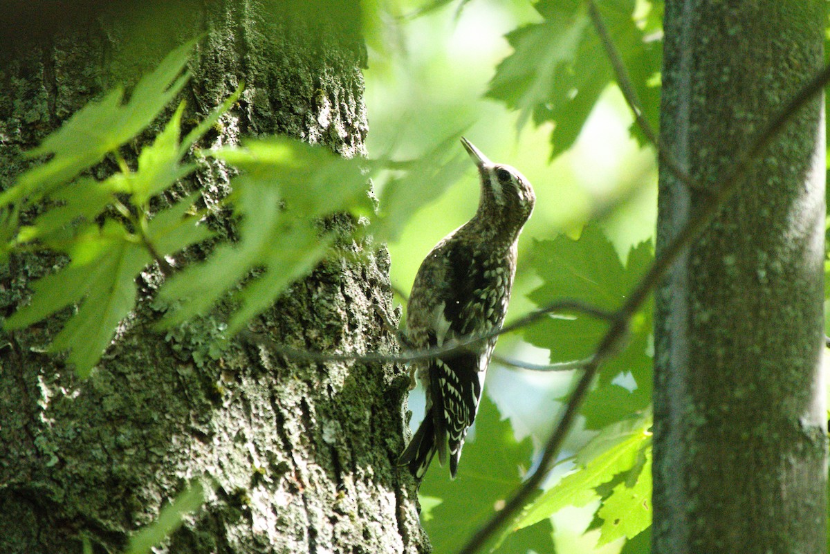 Yellow-bellied Sapsucker - ML361938471