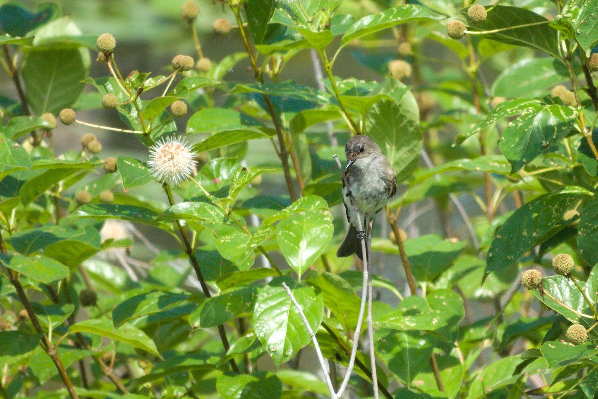 Eastern Phoebe - ML361938651