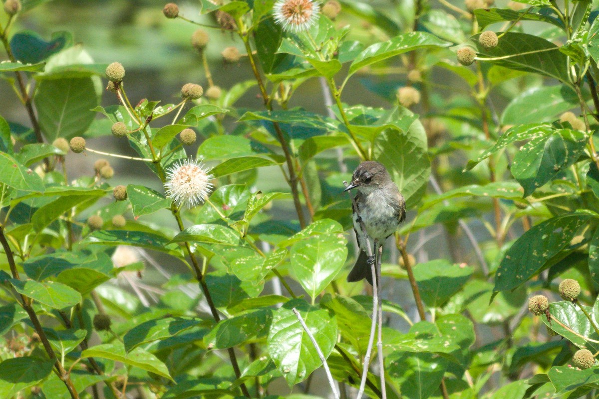 Eastern Phoebe - ML361938671