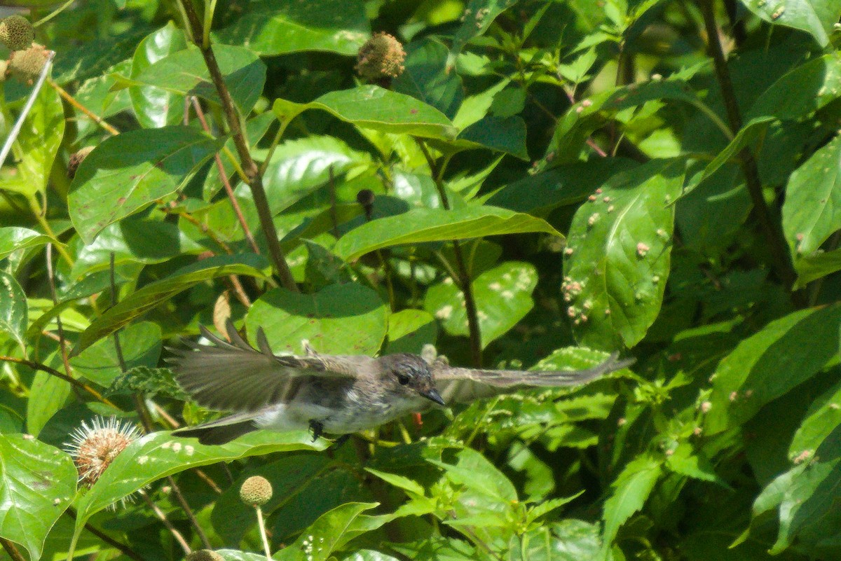 Eastern Phoebe - ML361938681