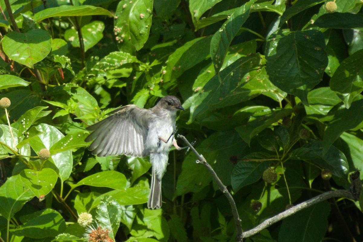 Eastern Phoebe - ML361938711