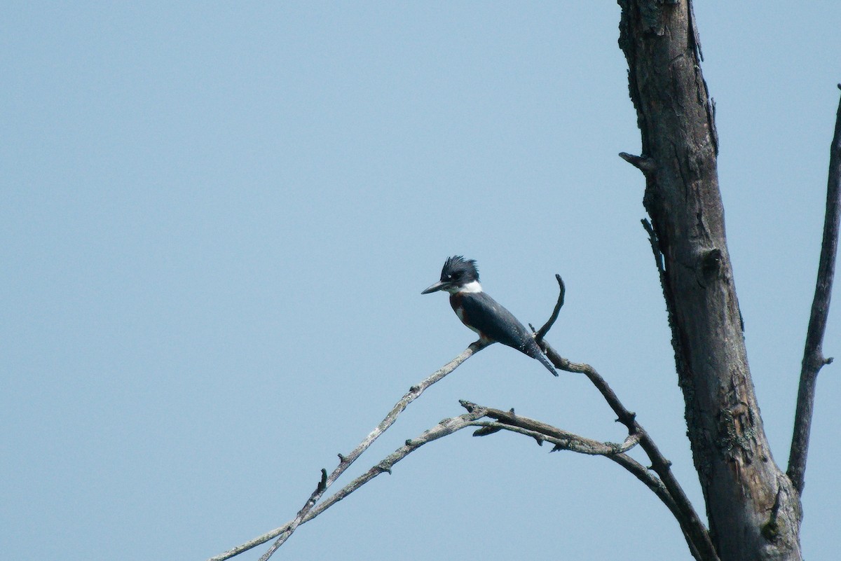 Belted Kingfisher - Daniel Savoie