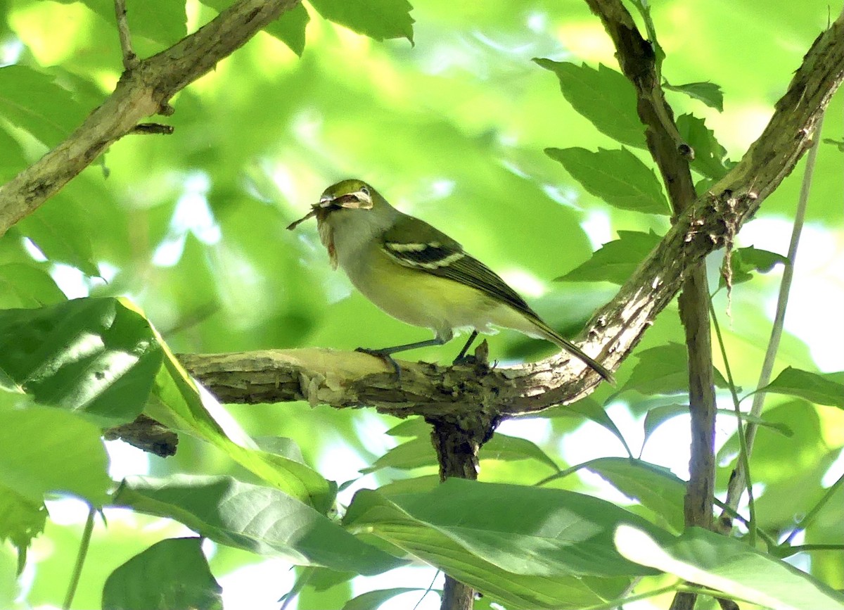 Ak Gözlü Vireo - ML361941251