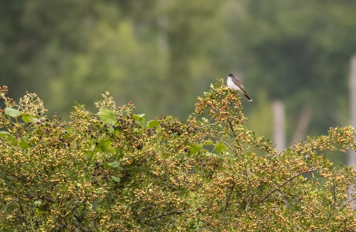 Eastern Kingbird - Austin Schuver