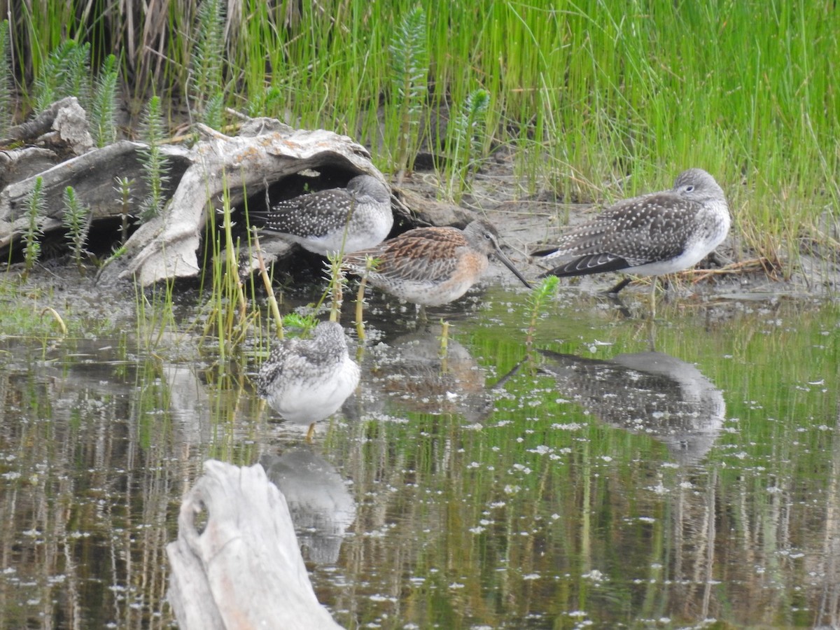 kortnebbekkasinsnipe - ML361949521