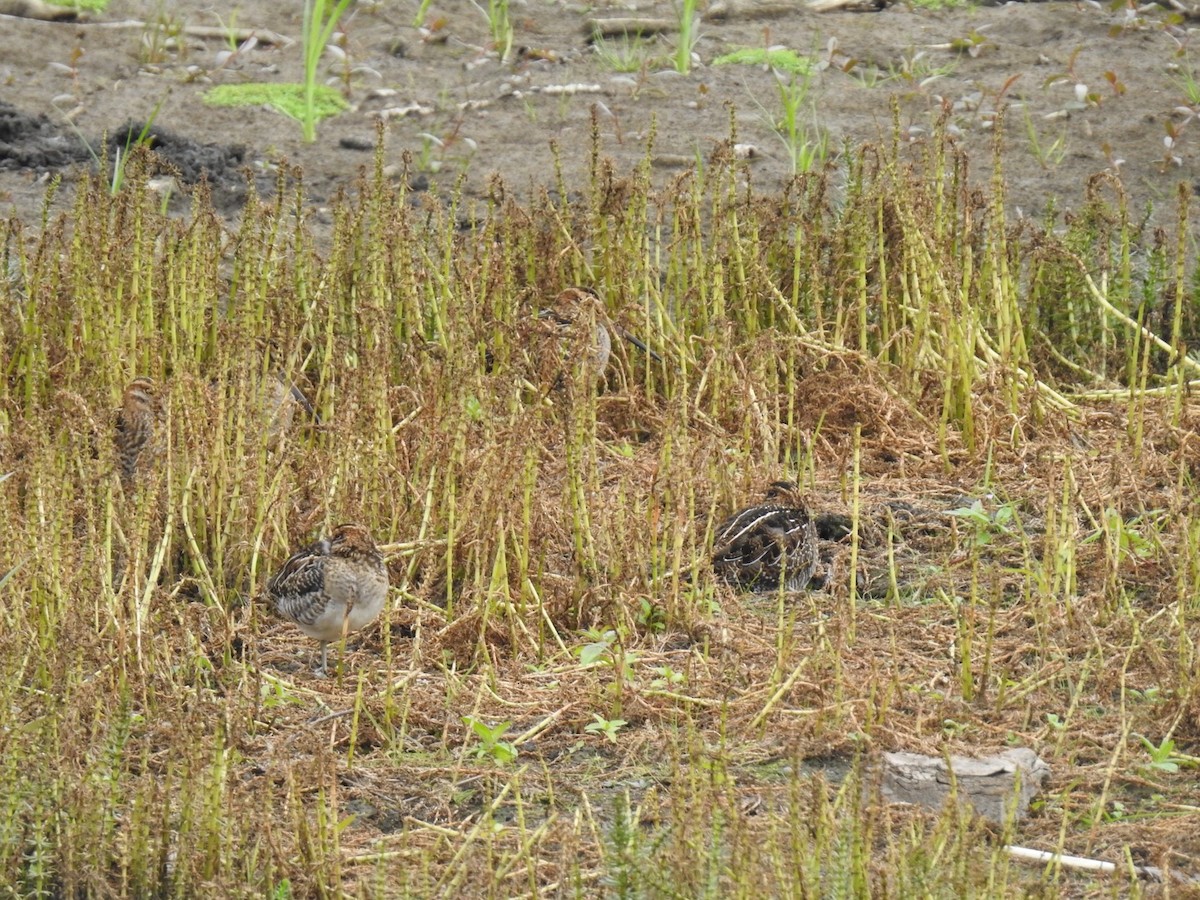 Wilson's Snipe - Libby Keyes