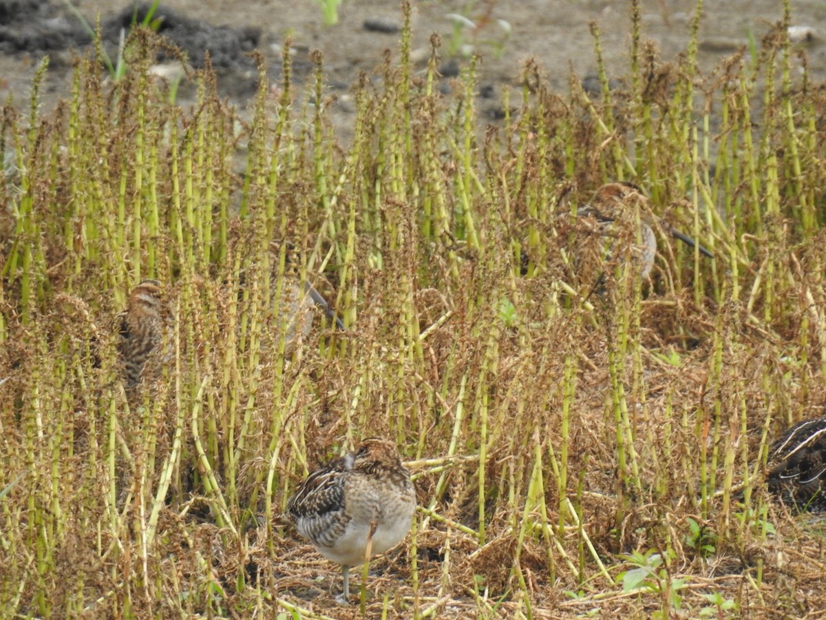 Wilson's Snipe - Libby Keyes