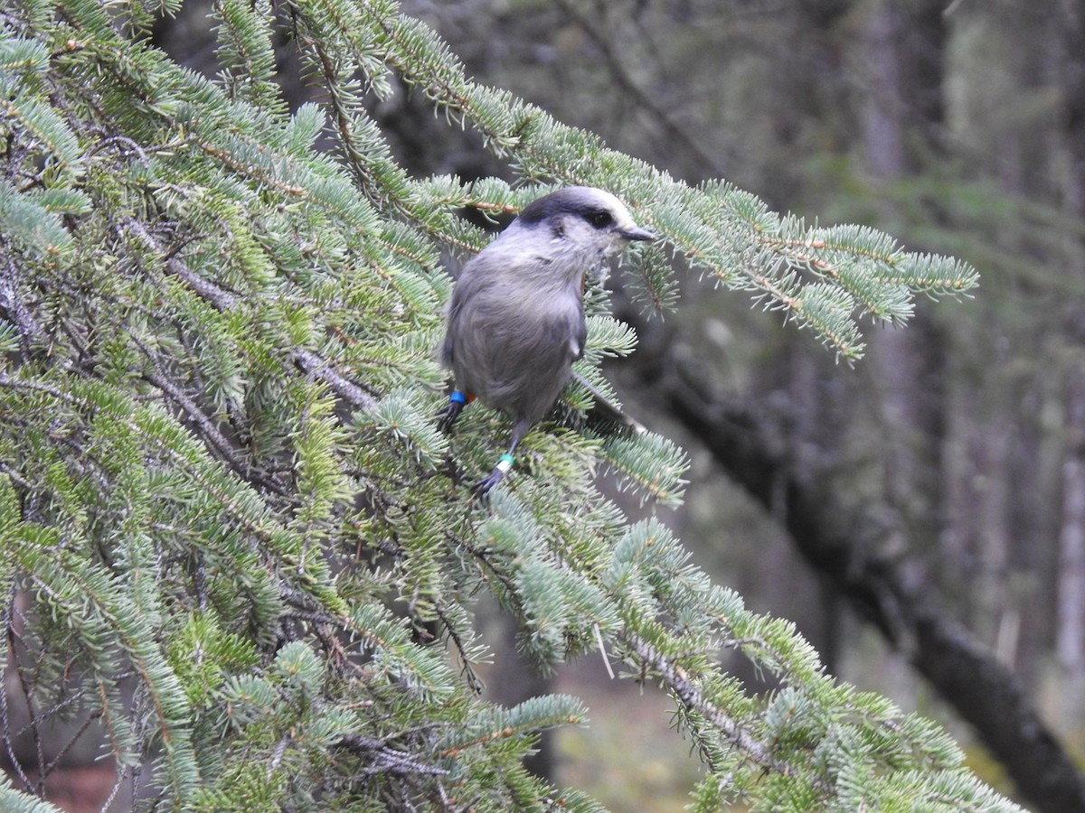 Canada Jay - ML361949681