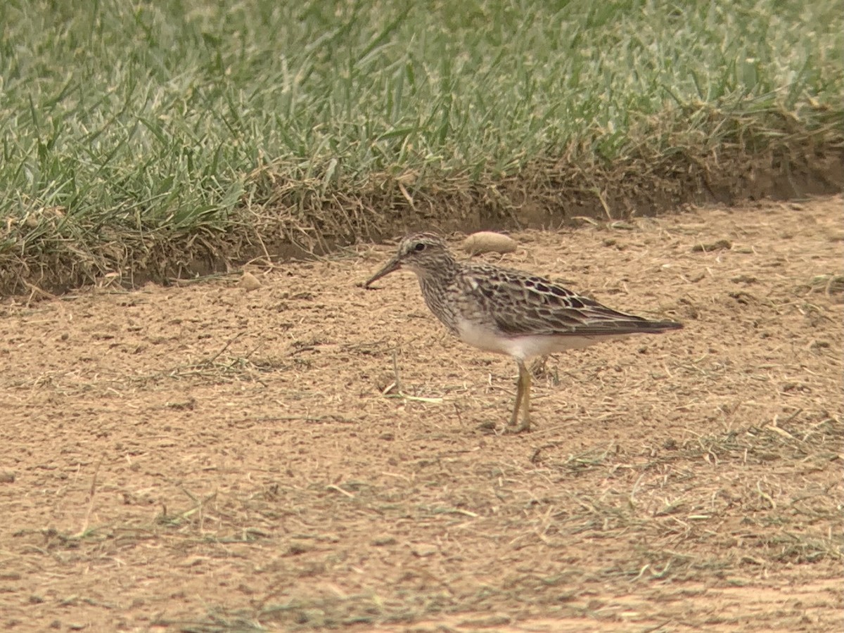 Pectoral Sandpiper - ML361952551