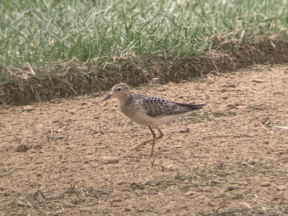 Buff-breasted Sandpiper - ML361952641