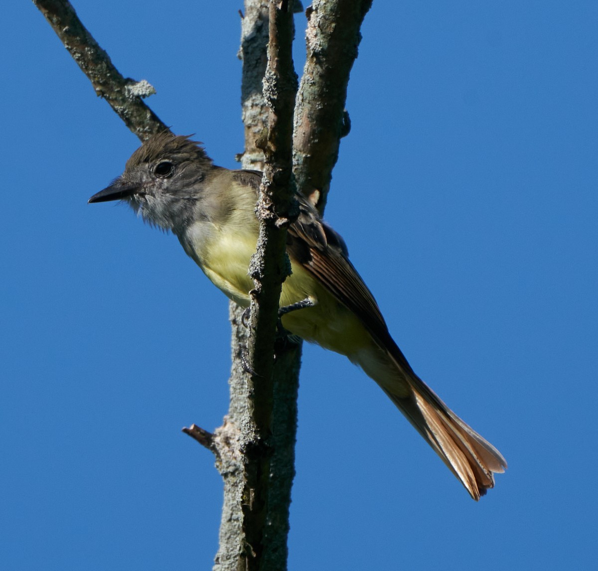 Great Crested Flycatcher - ML361953371