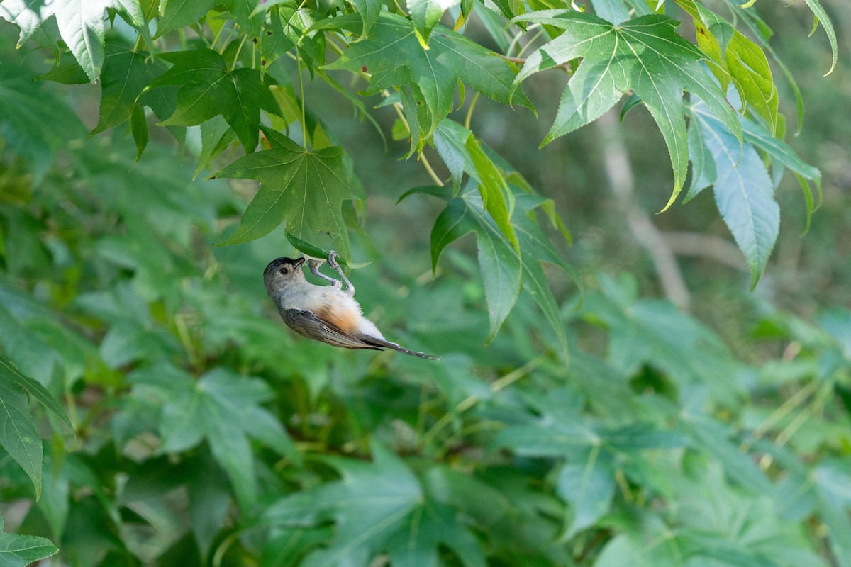 Tufted Titmouse - Kevin Archer