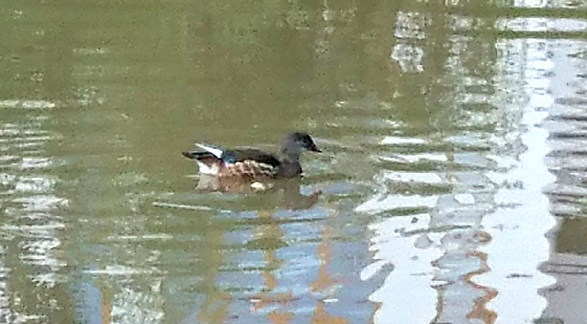 Mandarin Duck - ML361954131