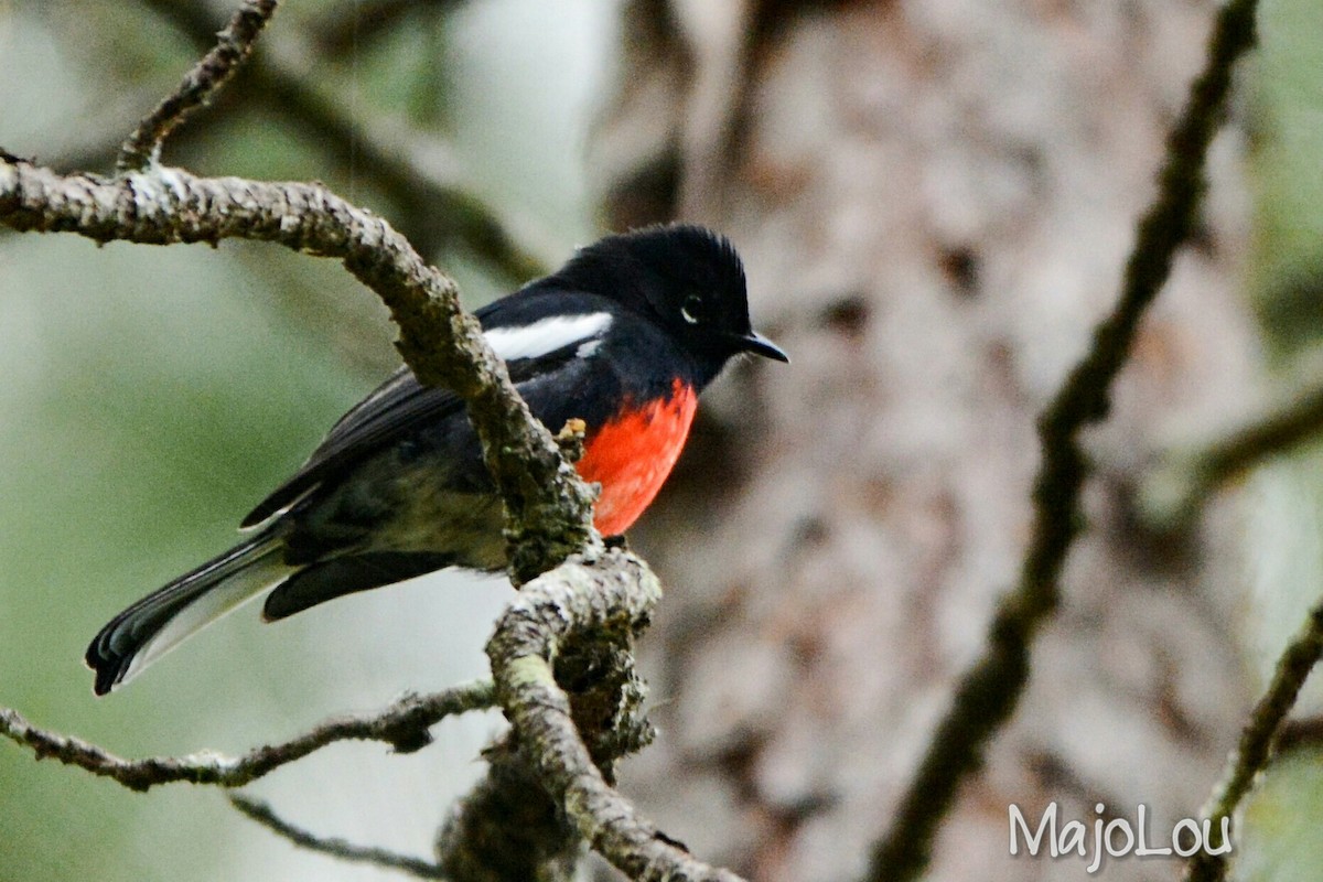 Painted Redstart - ML36195461