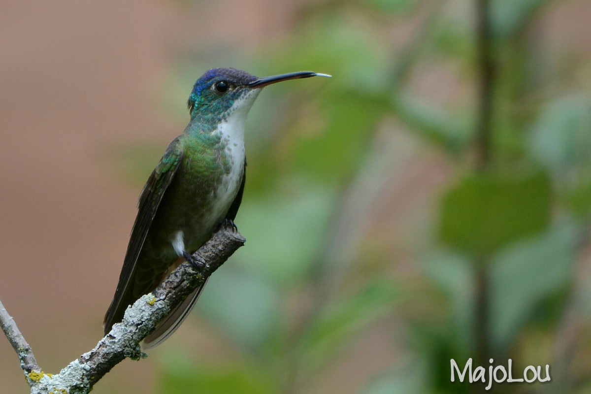 Azure-crowned Hummingbird - ML36195561