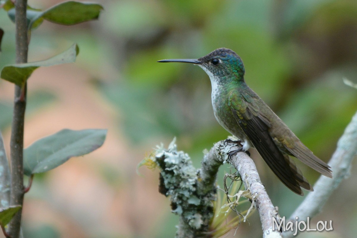 Azure-crowned Hummingbird - ML36195601