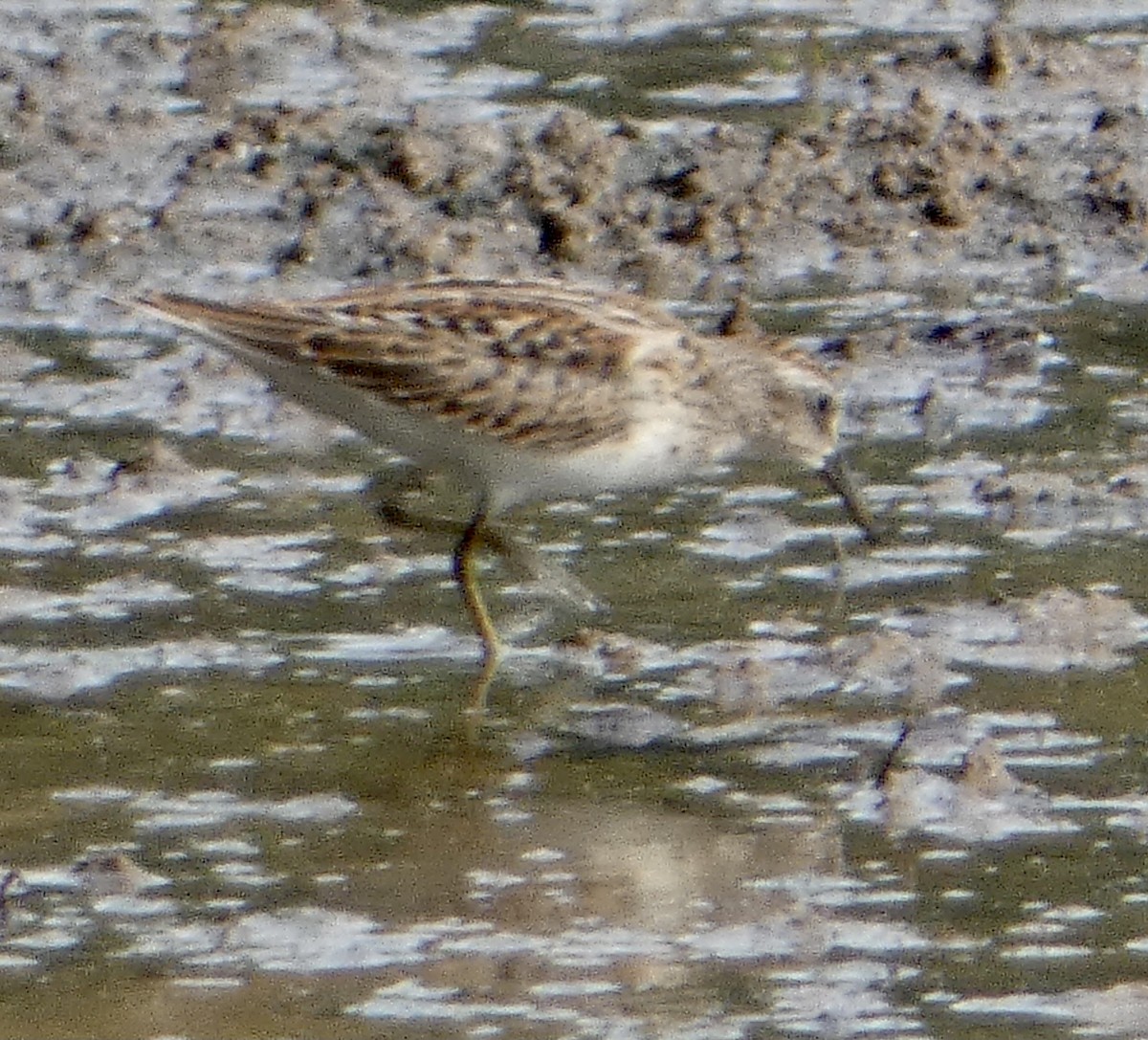 Least Sandpiper - ML361956281