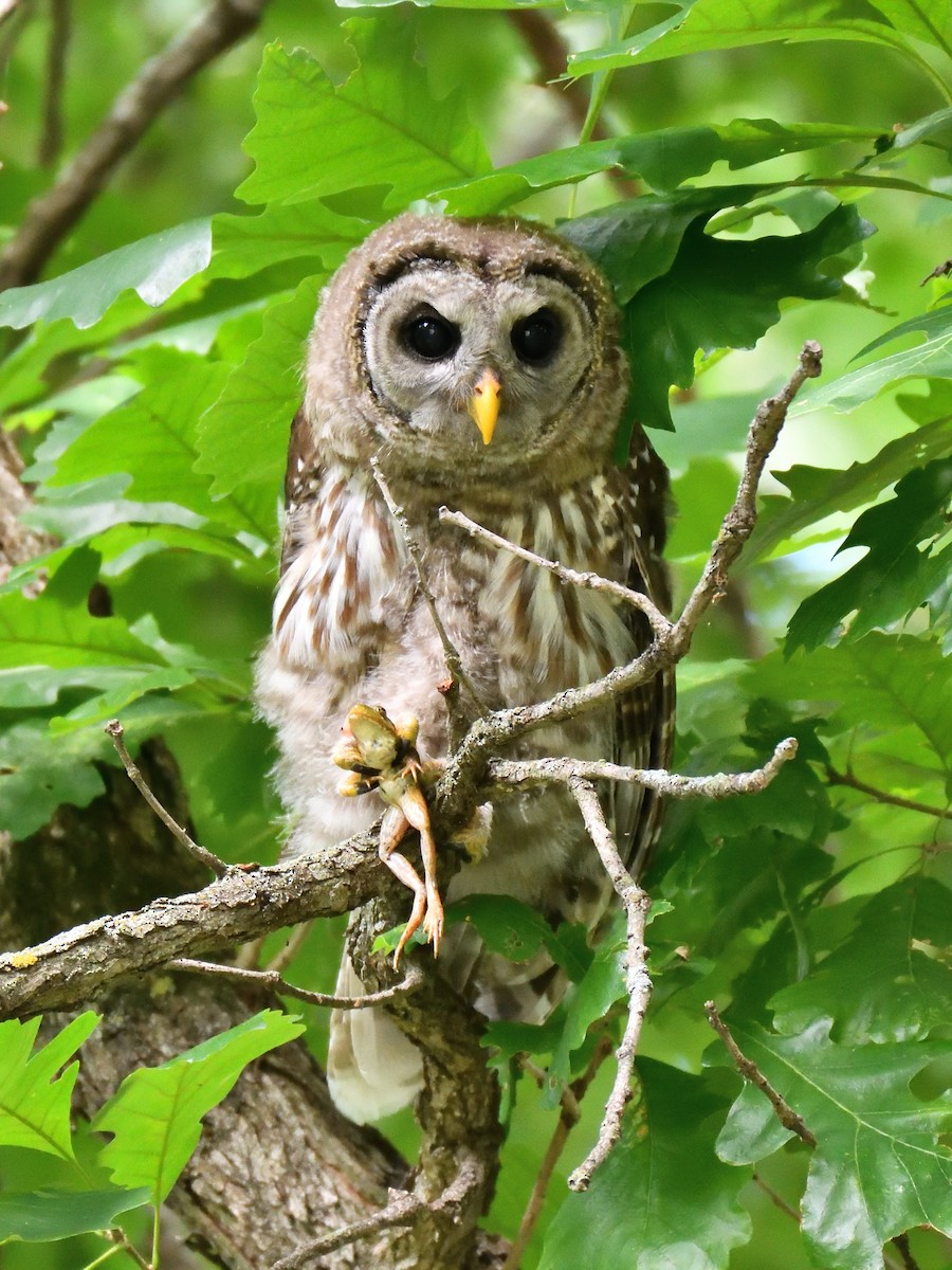 Barred Owl - maggie s